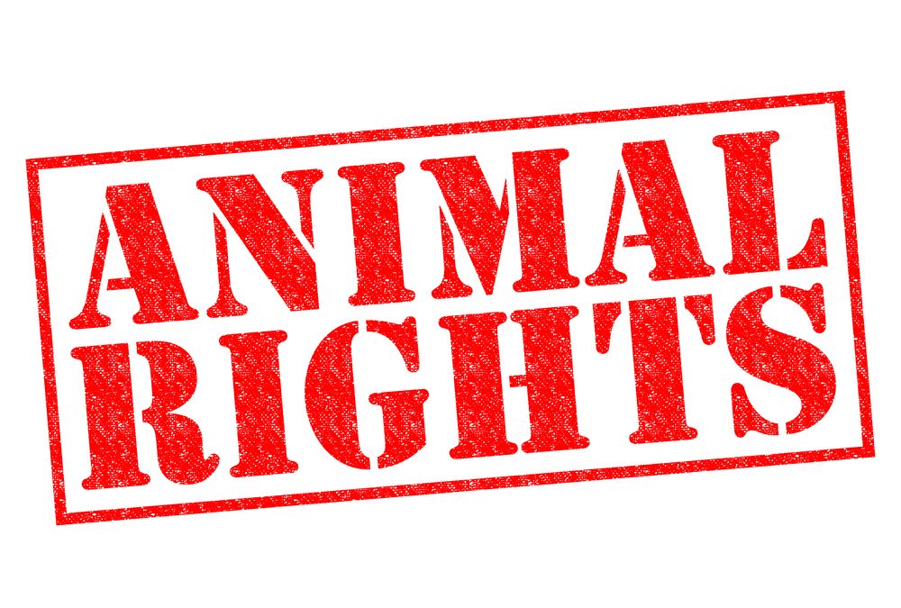 Animal Rights: Animal Ethics