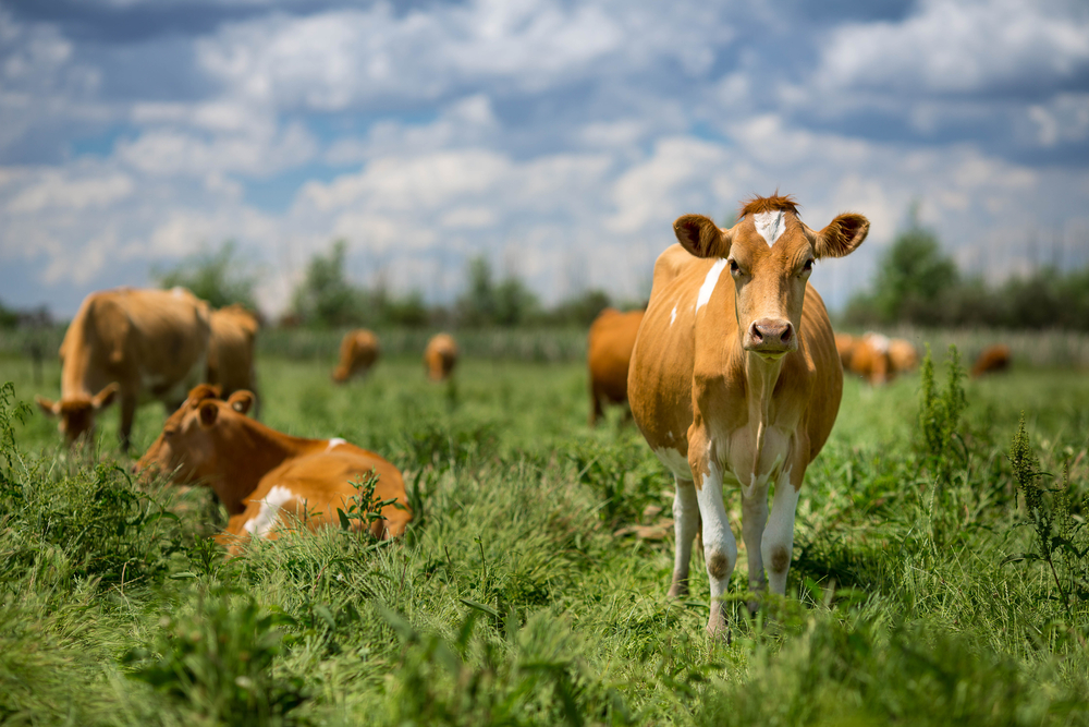 Animal Welfare’s Contribution to a Sustainable World